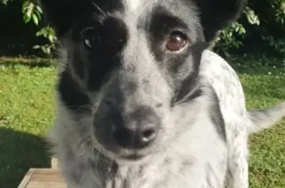 Chien perdu, peureux à Bressuire - photo