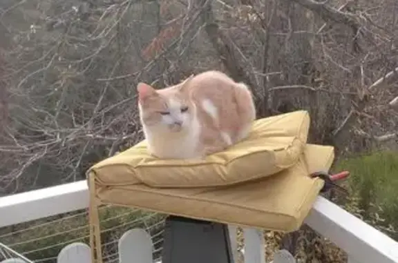 Animaux perdus Saint-Agrève, photo: Chat roux et blanc perdu à Saint-Agrève