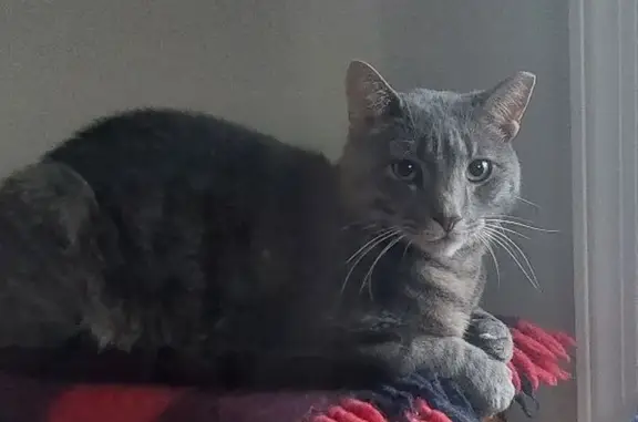 Lost cat, Philadelphia