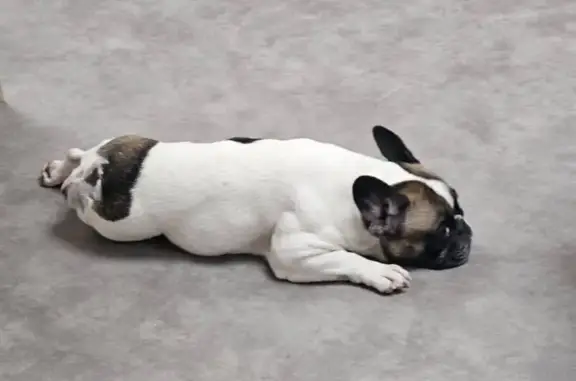Chien trouvé Saint-Étienne-du-Rouvray, photo: Bouledogue français blanche trouvée à St-Étienne