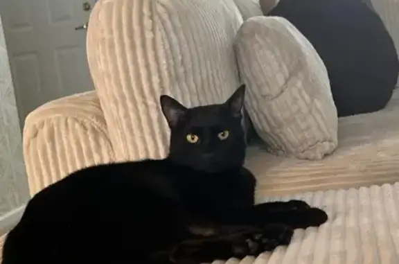 Lost and found pets Fort Wayne, photo: Help Find Sammy: Lost Black Cat in Fort Wayne