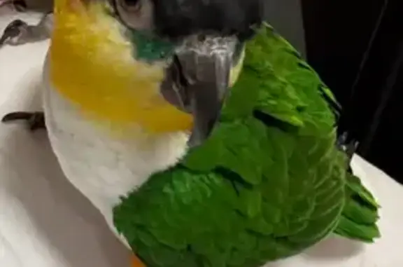 Lost Black-Headed Caique in Mastic Beach