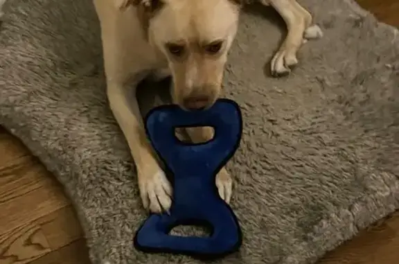 Lost Blonde Lab Mix: Help Find Bo!