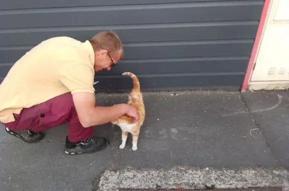 Chat roux et blanc maigre trouvé à Fleury - photo