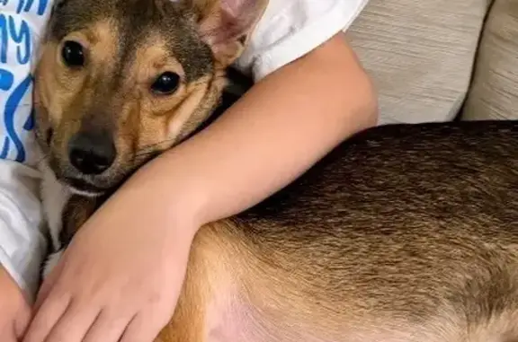 Missing dog Stuart, photo: Lost Dog Near SE Lexington Lakes, Stuart