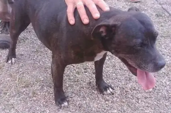 Animaux trouvés , photo: Chienne noire enceinte trouvée à St-Quintin