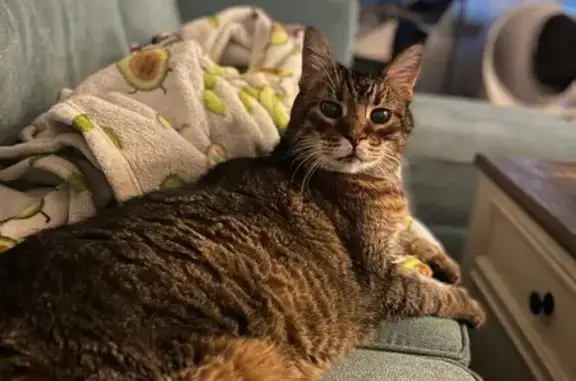 Lost Diabetic Cat: Help Find Captain!
