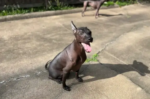 Lost Hairless Dog: Fair Park, Little Rock