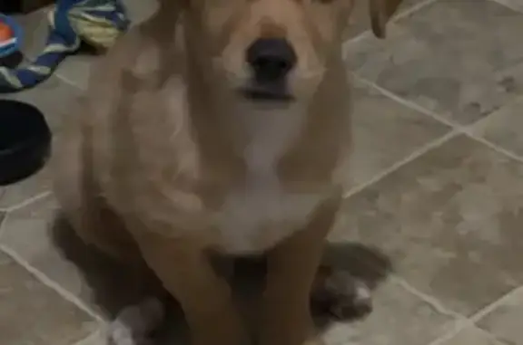 Lost Chihuahua Mix on West Baird St.