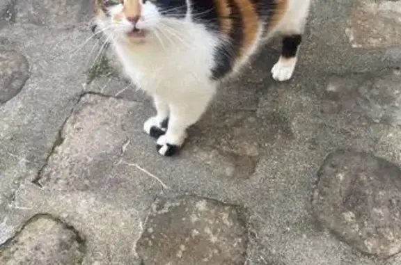 Chat trouvé Milly-la-Forêt, photo: Chat trouvée à Milly-la-Forêt