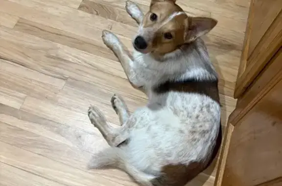 Found Heeler Mix: Red Spot, Dayton Area