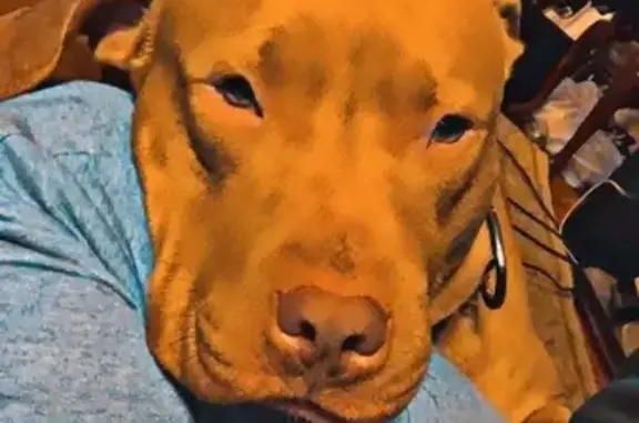 Missing dog Akron, photo: Lost Tan Dog: Black Collar, Akron