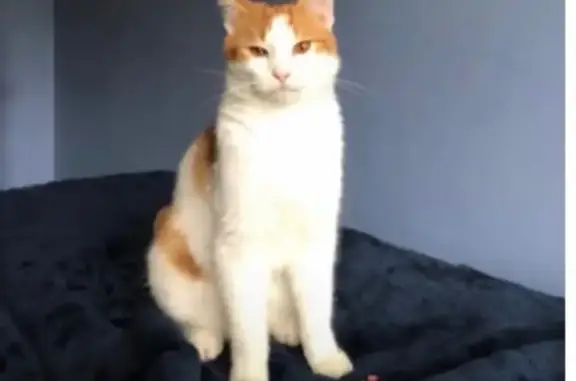 Lost and found pets , photo: Lost: Friendly Orange & White Cat in Hamden