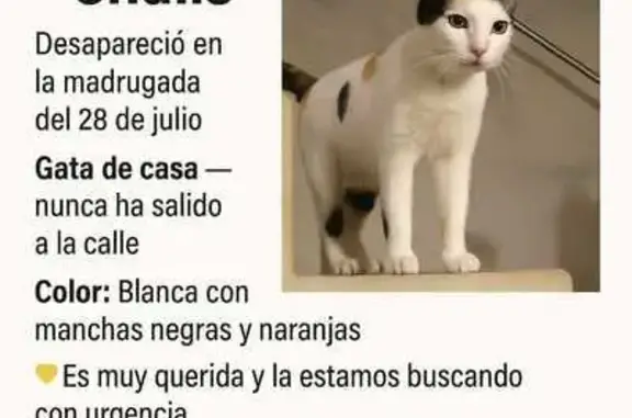 ¡Gata Blanca Perdida en Playa del Carmen!