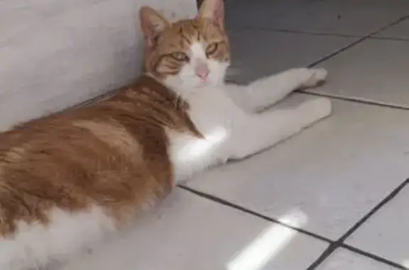 Animaux perdus Besançon, photo: Chat perdu blanc et roux, Rue Larmet, Besançon