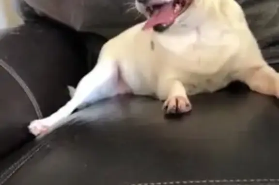 Lost Dog: White with Black/Brown Patches