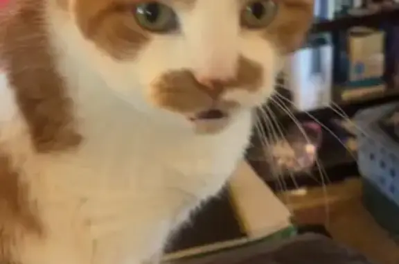 Lost Cat Otto: White & Orange, River St.