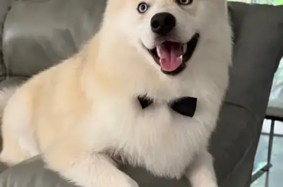 Lost Dog: White Hair, Blue Eyes - Miami