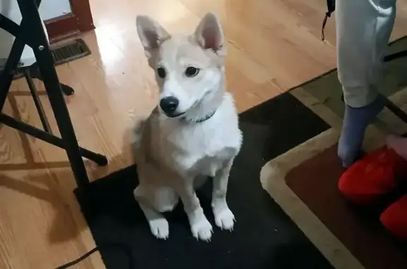 Help Find Kenai: Lost Dog in Bucyrus, OH!