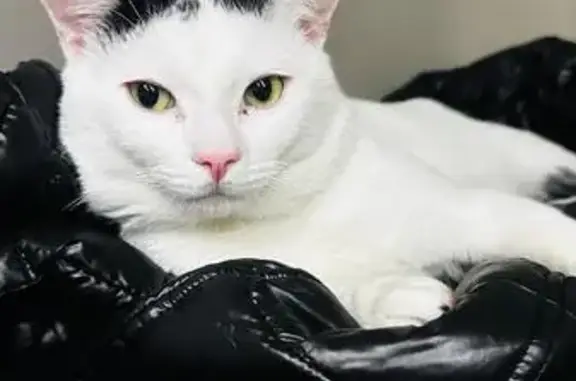 Lost and found pets Gary, photo: Lost Cat: MamOo - Reward Offered!