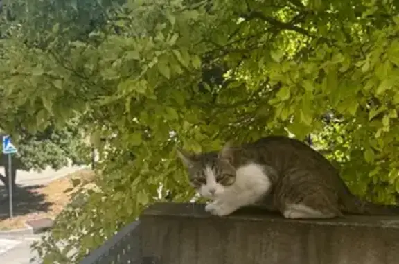 Chat câlin trouvé, non castré, Gardanne - photo