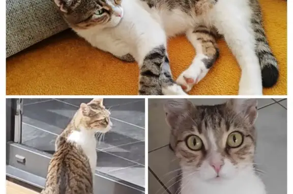 Chatte tigrée perdue à Haguenau - photo