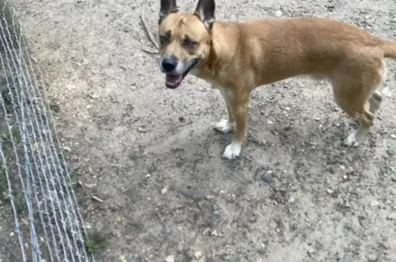 Lost and found pets Minneapolis, photo: Abandoned Dog Found at Railroad Ave Park