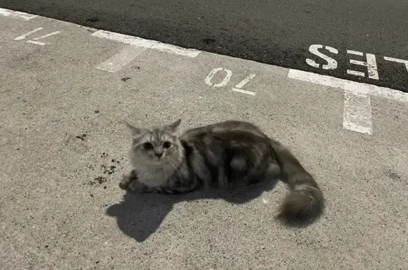 Found: Grey Cat in Toh Yi Drive, SG