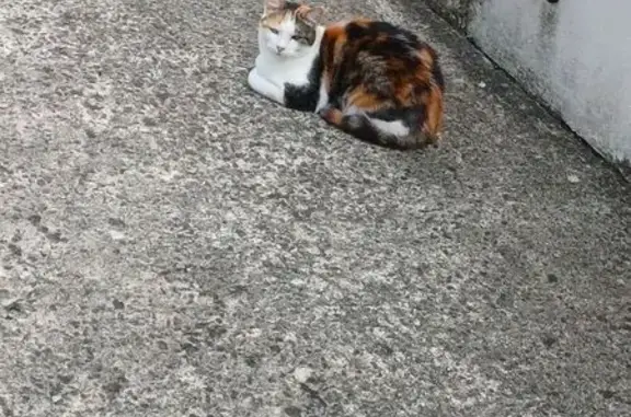Chat trouvé Saint-Contest, photo: Chat trouvé près de la mairie de Saint-Contest
