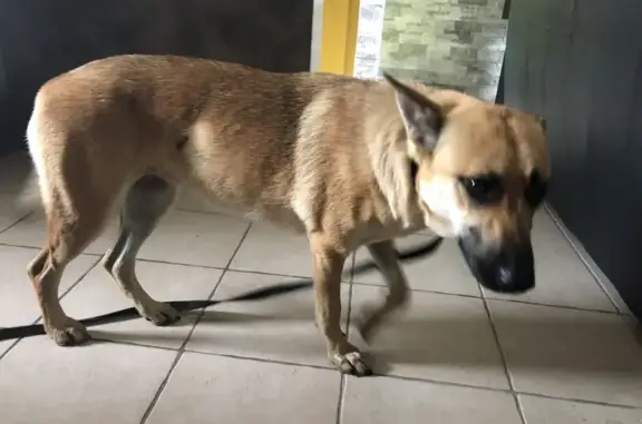 Chienne type berger allemand trouvée blessée - photo