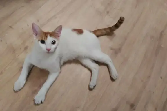 Joven Gato Blanco y Naranja Encontrado