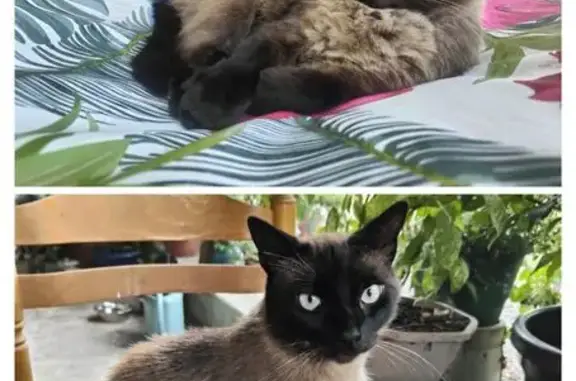Chat perdu : faux siamois, yeux bleus, craintif - photo