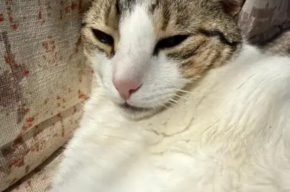 Gatos perdidos, , foto: Gata Europea Perdida en Sant Josep