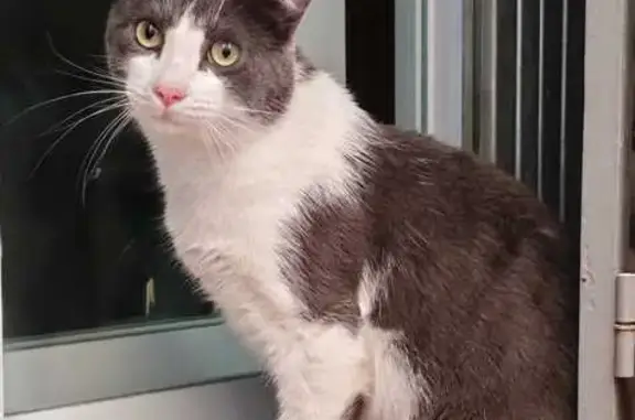 Gato Cariñoso y Asustadizo en...