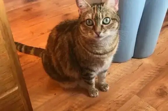 Chatte tigrée beige clair perdue, Trédrez - photo