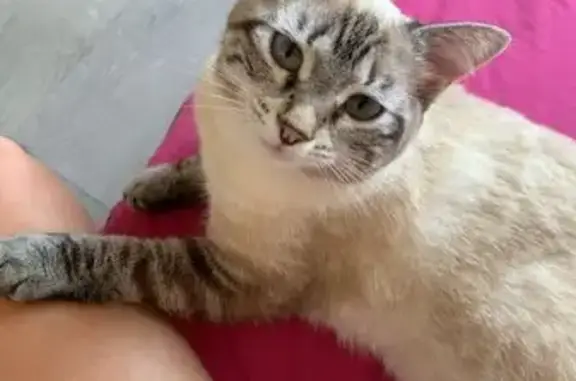 Chatte perdue: Écrue, yeux bleus, Frontignan - photo