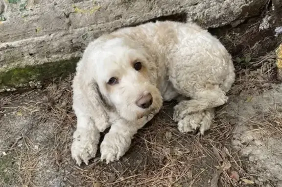 Animales encontrados , foto: Perro Beige con Manchas Café Encontrado CDMX
