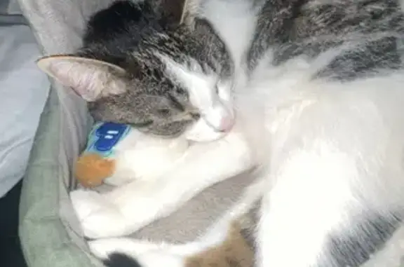 Lost and found pets Longmont, photo: Lost Cat: White with Gray Spots, Longmont