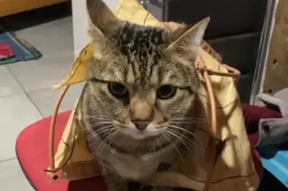Animaux perdus Authon-du-Perche, photo: Chat tigré perdu à Authon-du-Perche