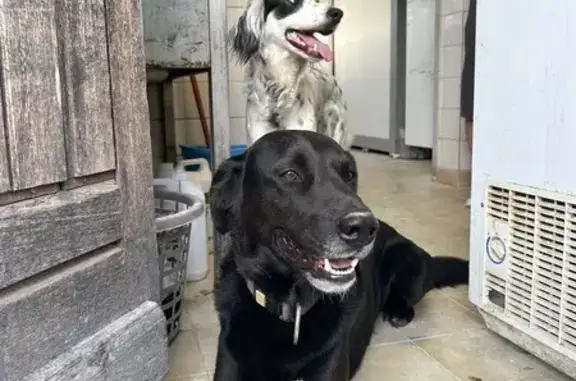 Chien perdue avec Simone à Challignac - photo