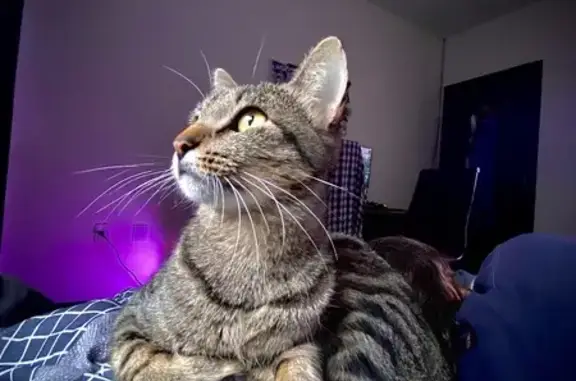 gato desaparecida