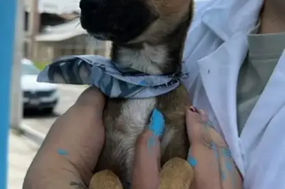 Chihuahueño Cafecito con Paliacate Azul