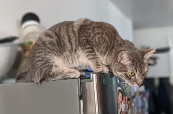 Lost and found pets , photo: Lost Grey Cat with Big Belly - W 8th St
