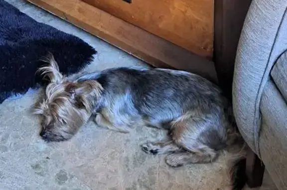 Perro Perdido en Marbella: Nano, 11 Años