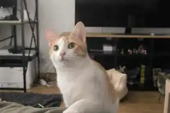Chatte perdue à Saint Aygulf - photo