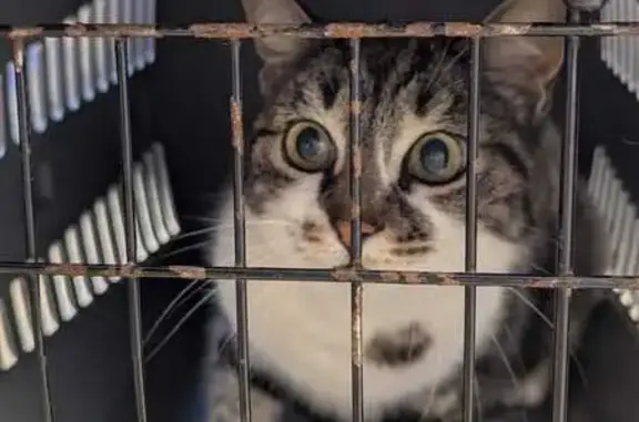 Animaux perdus Cadenet, photo: Chatte Kiara perdue à Cadenet, apeurée