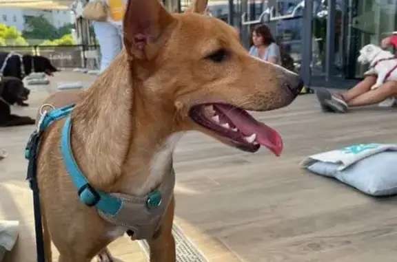 Perro Perdido: Macho Pelirrojo y Blanco