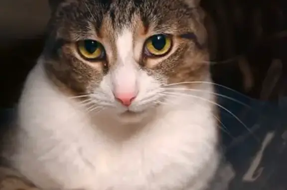 Lost: Naiya, Friendly American Wirehair
