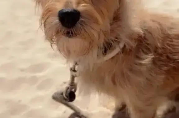 Lost Tan Dog: Green Collar, Bent Tail
