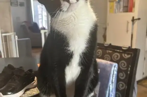 Lost Cat: Black Paw Pads, Green Eyes